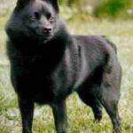 Schipperke