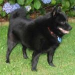 Schipperke