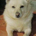 Schipperke