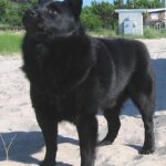 Schipperke