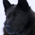 Schipperke