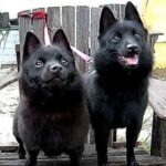 Schipperke
