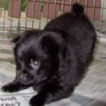 Schipperke