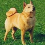 Schipperke