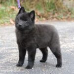 Schipperke