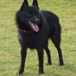 Schipperke