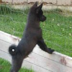 Schipperke