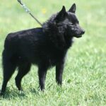 Schipperke
