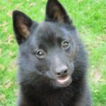 Schipperke