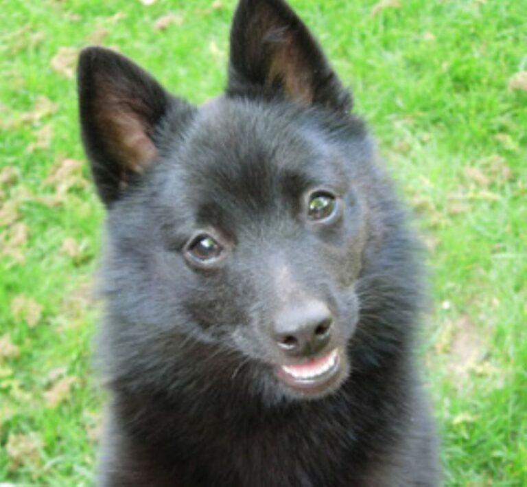 Schipperke