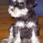 Schnauzer