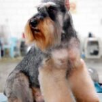 Schnauzer