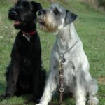Schnauzer