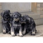 Schnauzer