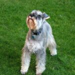 Schnauzer
