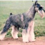 Schnauzer