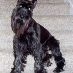 Schnauzer