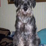 Schnauzer