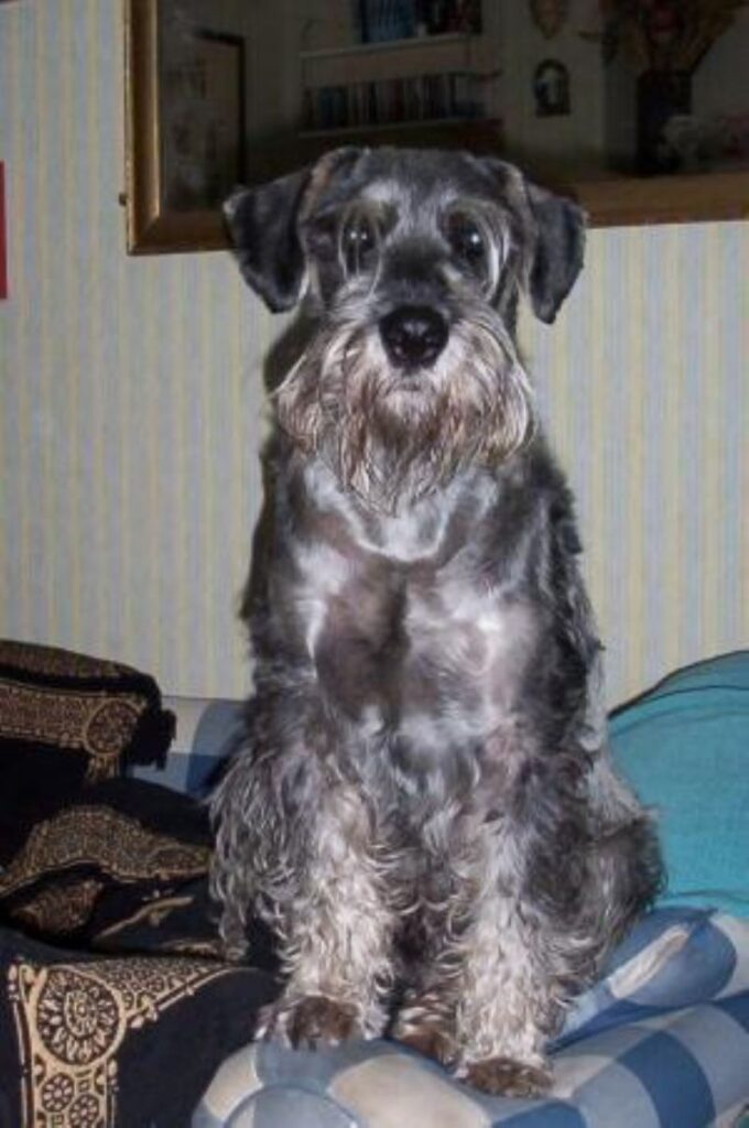Schnauzer