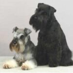 Schnauzer