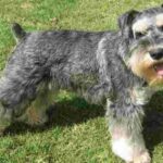 Schnauzer