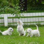 Sealyham Terrier