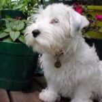 Sealyham Terrier