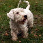 Sealyham Terrier