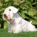 Sealyham Terrier
