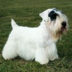 Sealyham Terrier