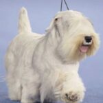 Sealyham Terrier