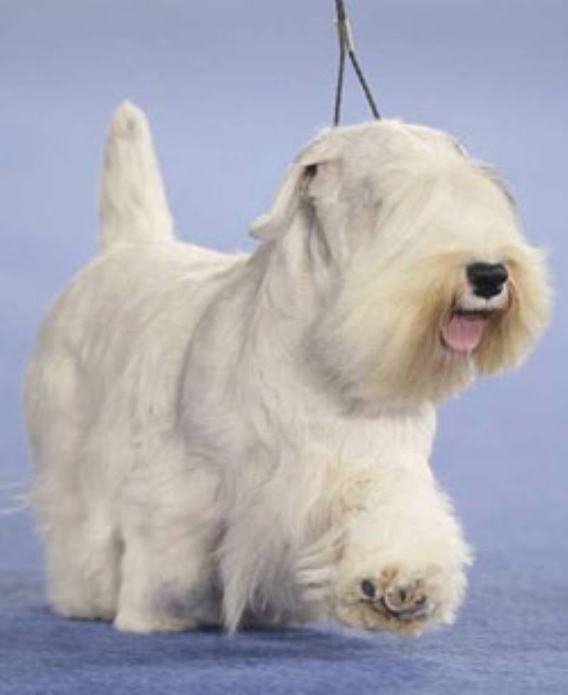 Sealyham Terrier