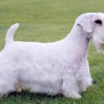 Sealyham Terrier