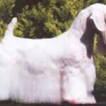 Sealyham Terrier