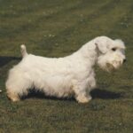 Sealyham Terrier