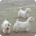 Sealyham Terrier