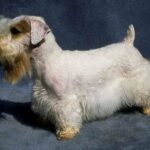 Sealyham Terrier