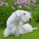Sealyham Terrier