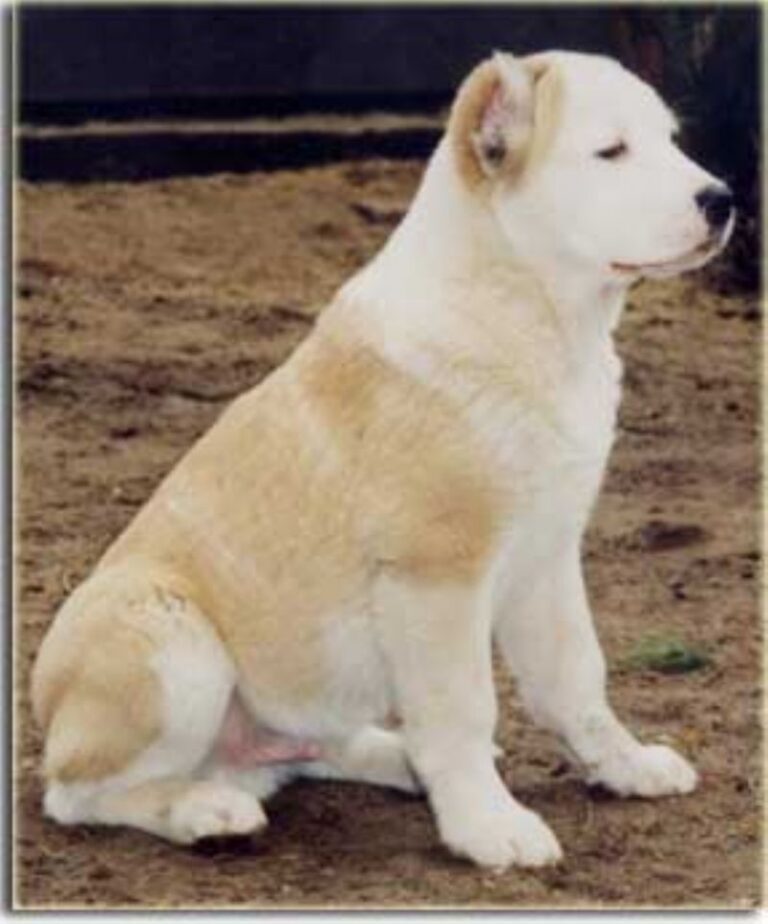Sentralasiatisk Ovtcharka
