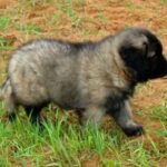 Serra Da Estrelahund