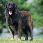 Serra Da Estrelahund