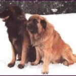 Serra Da Estrelahund