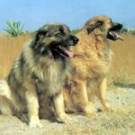 Serra Da Estrelahund