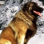 Serra Da Estrelahund