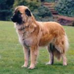 Serra Da Estrelahund