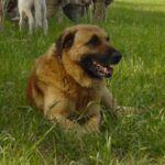 Serra Da Estrelahund