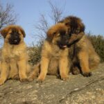 Serra Da Estrelahund
