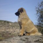 Serra Da Estrelahund