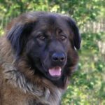 Serra Da Estrelahund