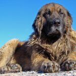 Serra Da Estrelahund
